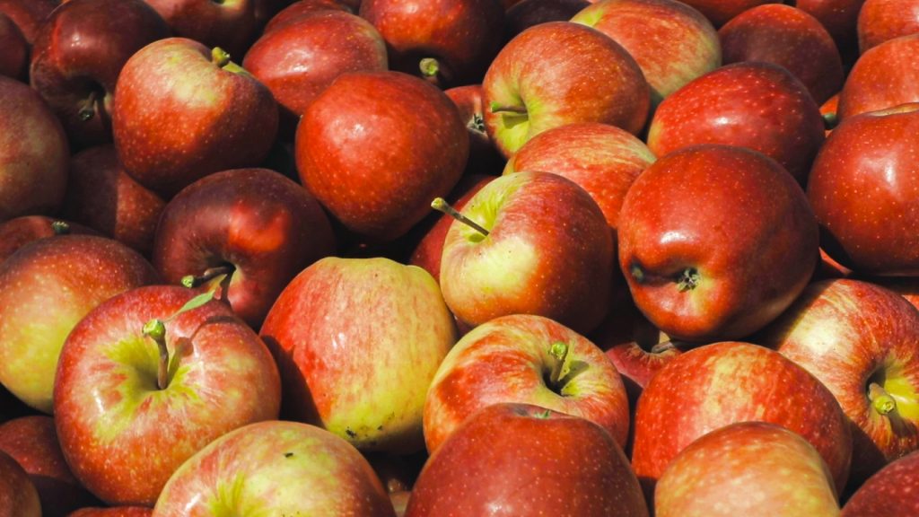 Prezzi mele, i produttori incassano le briciole: 4 kg di frutta per